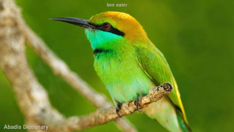 bee eater
